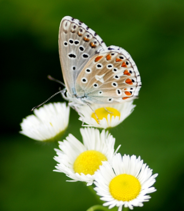 Lycaenidae - Polyommatus (Lysandra) bellargus